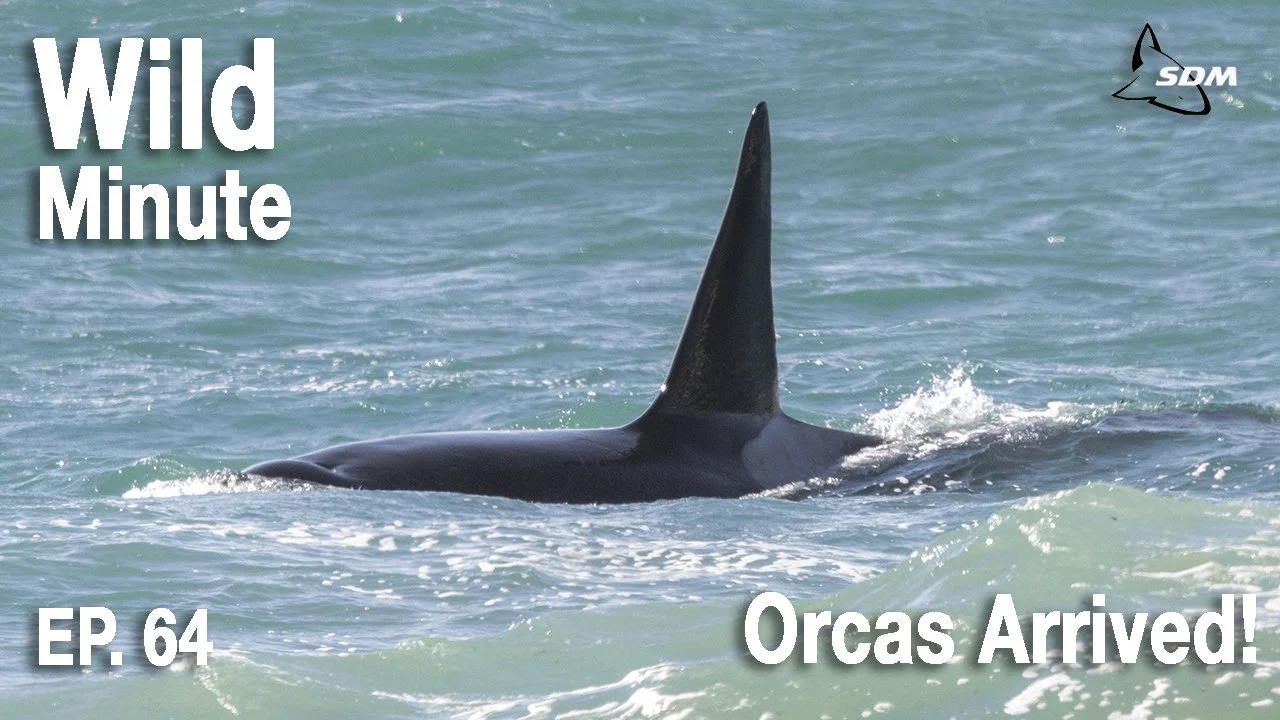 Wildlife Expeditions & Photography Adventures | SDM Adventures